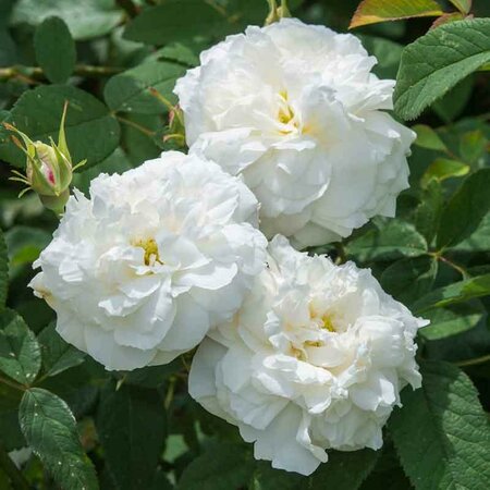 Susan Williams-Ellis David Austin Rose