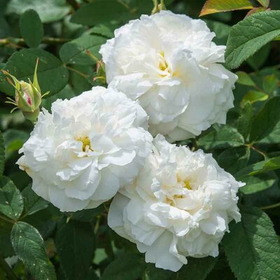 Susan Williams-Ellis David Austin Rose