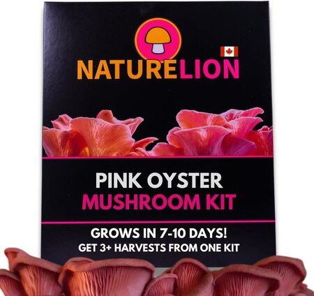 Pink Oyster Mushroom Kit