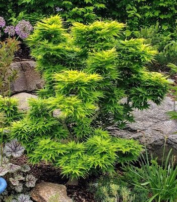 Mikawa Yatsubusa Japanese Maple