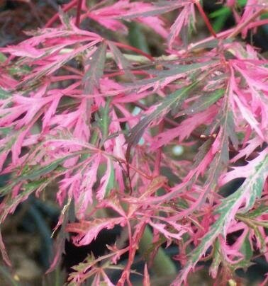 Hana Matoi Cascading Japanese Maple