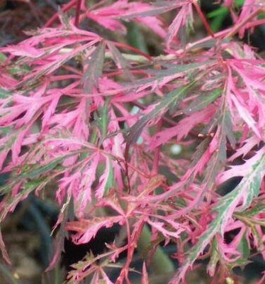 Hana Matoi Cascading Japanese Maple