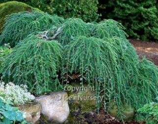 Cole's Prostrate Hemlock Bonsai