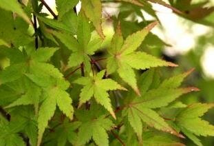 Ryu Sei Japanese Maple