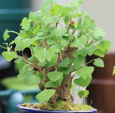 Mariken Ginkgo Bonsai