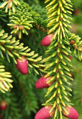 Skylands Oriental Spruce