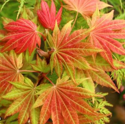 Moonrise Full Moon Maple