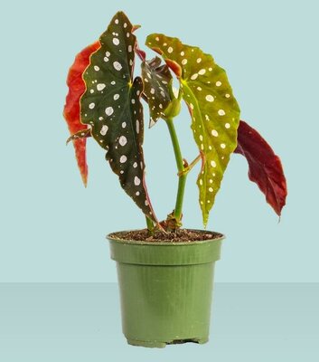Begonia maculata