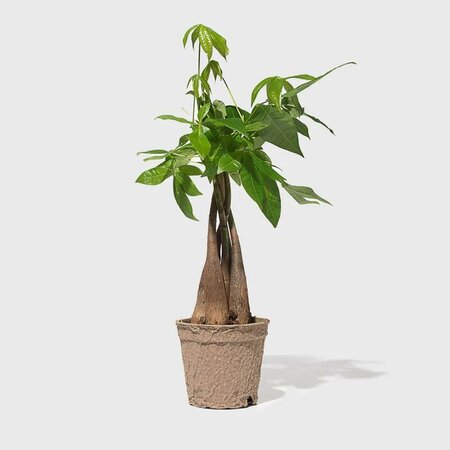 Pachira Braided in Ceramic Pot