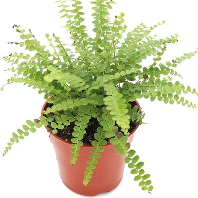 Lemon Button Fern