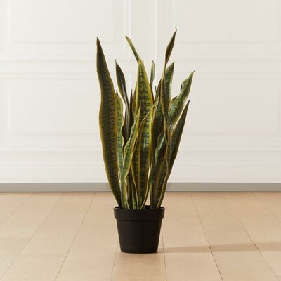 Premium Snake Plant assorted