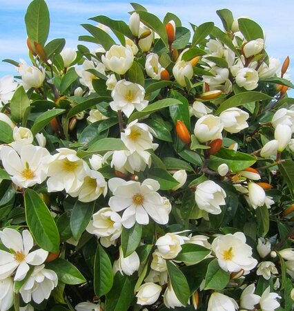 Cream Fairy Magnolia Tree