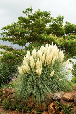 Ivory Feathers Pampas Grass