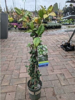 Madison Star Jasmine - image 1
