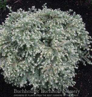 Moon Frost Canadian Hemlock