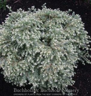 Moon Frost Canadian Hemlock