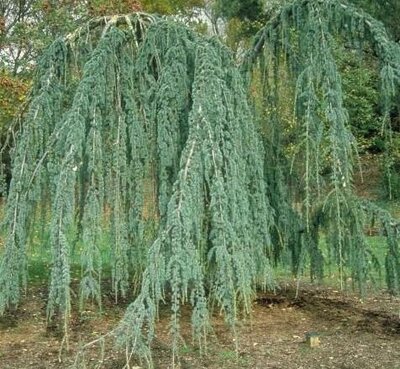 Weeping Atlantic Cedar