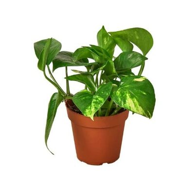 Pothos Golden