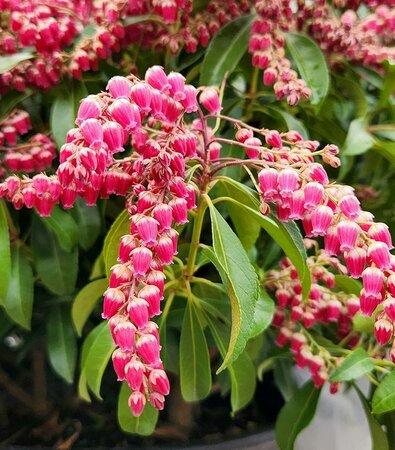 Passion Party Pieris
