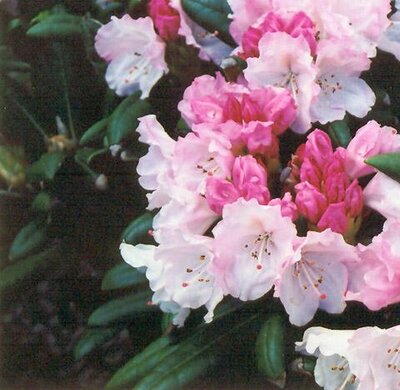 Crete Yak Rhodo