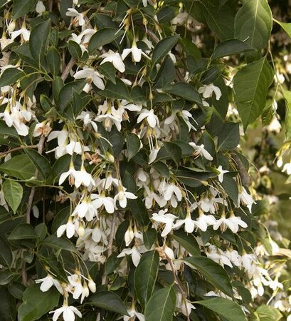 Fragrant Fountain Weeping Japanese Snowbell