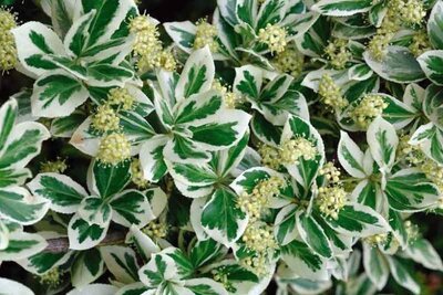 Emerald Gaiety Euonymus