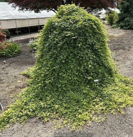 Ryusen (Ryu Sei) Japanese Maple