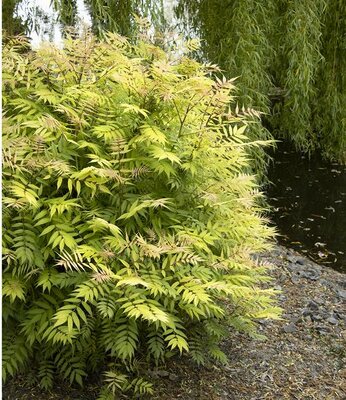 Sem False Spirea (Sorbaria)