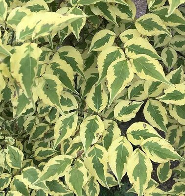 Morning Sunshine Japanese Dogwood 4-5'