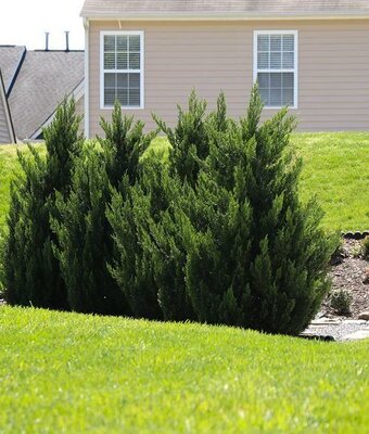 Green Rocket Leyland Cypress