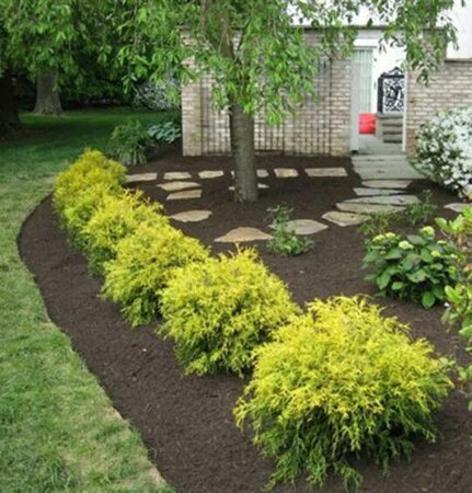 Golden Mop Cypress - image 2