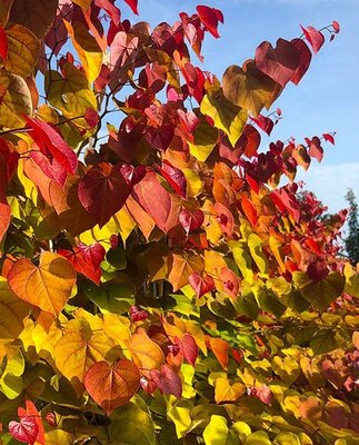 Flame Thrower Redbud