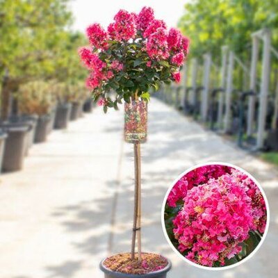 Coral Magic Crapemyrtle Patio Tree