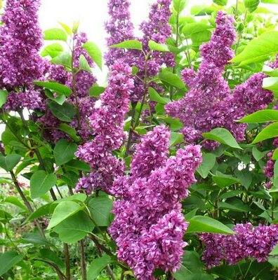 Charles Joly French Lilac