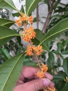 Fragrant Olive (Osmanthus)
