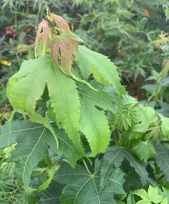 Elegant Chinese Maple