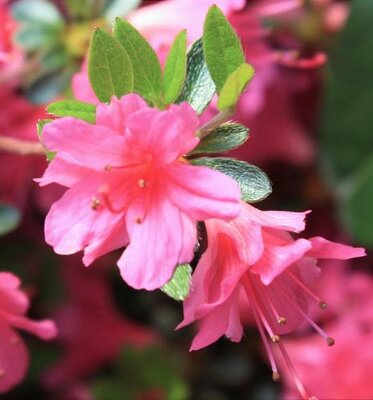 Beni no Tsukasa Japanese Azalea