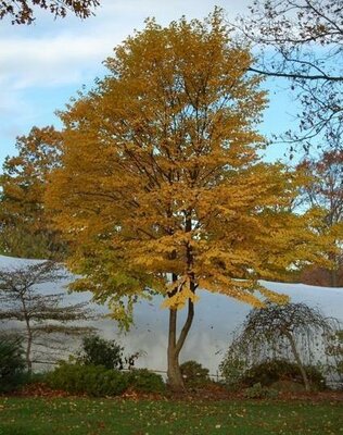 Heronswood Globe Japanese Katsura