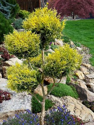Topiary Gold Mop Cypress