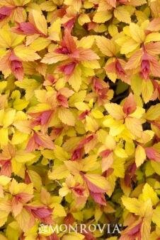 Magic Carpet Spirea