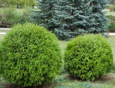 Danica Globe Cedar