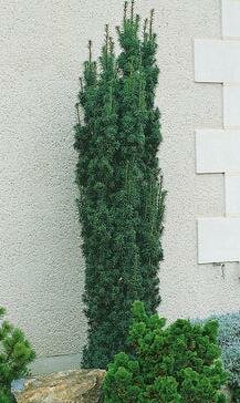 Irish Yew 4-5'