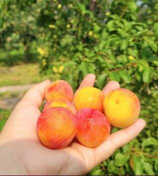 Early Gold Japanese Plum
