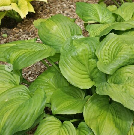 Avocado Hosta