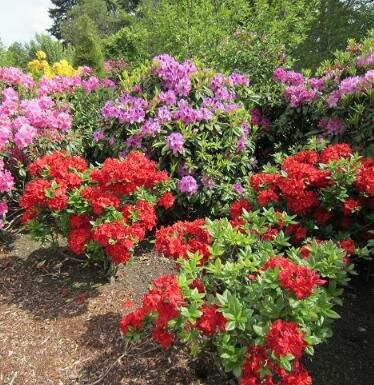 Red Demon Deciduous Azalea