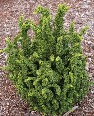 Chirimen Hinoki Cypress