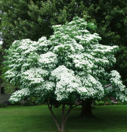 Blue Ray Dogwood