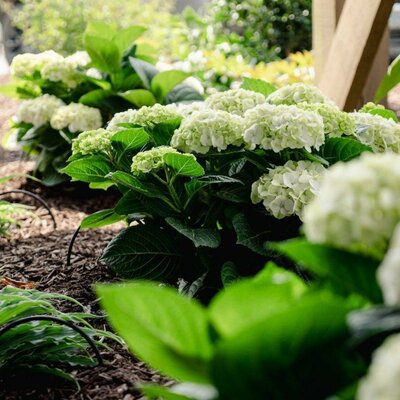 Grin and Tonic Reblooming Hydrangea