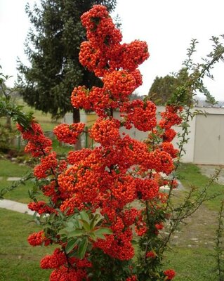 Saphyr Red Firethorn Pyracantha