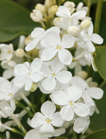 Betsy Ross French Lilac